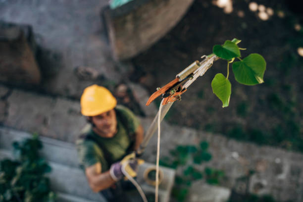 Best Utility Line Clearance  in Casa Blanca, AZ